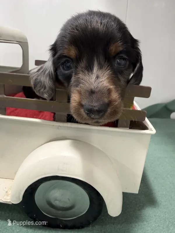 Dapple long streak – Miniature Dachshund puppy for sale in Ava, MO