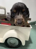 Dapple long streak, a male Miniature Dachshund for sale in Ava, MO – Photo 1 of 3