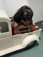 Dapple , a male Miniature Dachshund for sale in Ava, MO – Photo 3 of 4