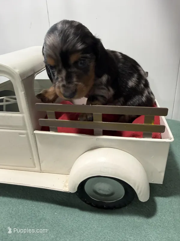 Dapple  – Miniature Dachshund puppy for sale in Ava, MO