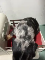 Dapple , a male Miniature Dachshund for sale in Ava, MO – Photo 4 of 4