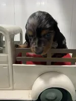 Dapple , a male Miniature Dachshund for sale in Ava, MO – Photo 2 of 4