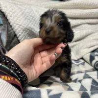 Nemo, a male Miniature Dachshund for sale in Ava, MO – Photo 1 of 4