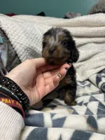 Nemo, a male Miniature Dachshund for sale in Ava, MO – Photo 1 of 4