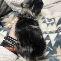 Nemo, a male Miniature Dachshund for sale in Ava, MO – Photo 3 of 4