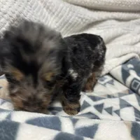 Nemo, a male Miniature Dachshund for sale in Ava, MO – Photo 2 of 4