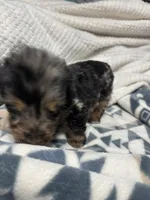 Nemo, a male Miniature Dachshund for sale in Ava, MO – Photo 2 of 4