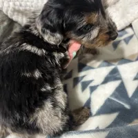 Nemo, a male Miniature Dachshund for sale in Ava, MO – Photo 4 of 4