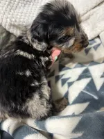 Nemo, a male Miniature Dachshund for sale in Ava, MO – Photo 4 of 4