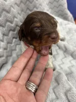 Red, a female Miniature Dachshund for sale in Ava, MO – Photo 4 of 10