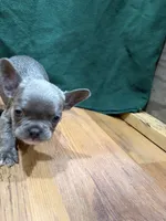 Chandler Fluffy, a male French Bulldog for sale in Ava, MO – 5 of 5