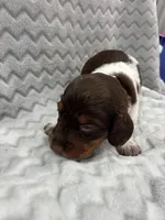 Orange, a female Dachshund for sale in Ava, MO – Photo 4 of 5