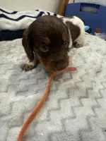 Orange, a female Dachshund for sale in Ava, MO – Photo 1 of 5