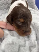 Orange, a female Dachshund for sale in Ava, MO – Photo 3 of 5