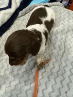 Orange, a female Dachshund for sale in Ava, MO – Photo 5 of 5