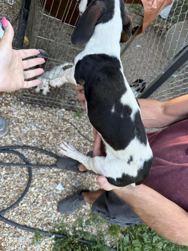 Scooby, a male Miniature Dachshund for sale in Ava, MO – Photo 1 of 4