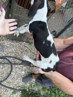 Scooby, a male Miniature Dachshund for sale in Ava, MO – Photo 1 of 4