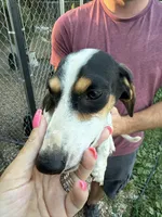 Scooby, a male Miniature Dachshund for sale in Ava, MO – Photo 3 of 4