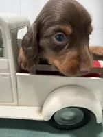 Choco, a male Miniature Dachshund for sale in Ava, MO – Photo 1 of 4