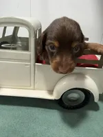 Choco, a male Miniature Dachshund for sale in Ava, MO – Photo 3 of 4