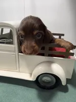 Choco, a male Miniature Dachshund for sale in Ava, MO – Photo 2 of 4