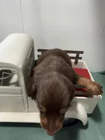 Choco, a male Miniature Dachshund for sale in Ava, MO – Photo 4 of 4