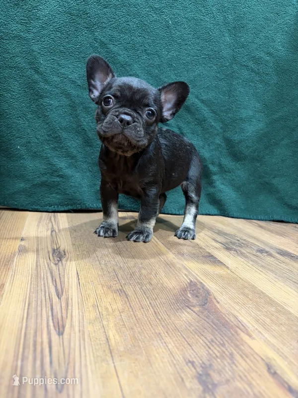 Lil Girl – French Bulldog puppy for sale in Ava, MO