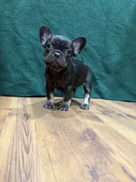 Lil Girl, a female French Bulldog for sale in Ava, MO – 1 of 5