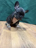 Joey, a male French Bulldog for sale in Ava, MO – 2 of 4