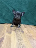 Lil Girl, a female French Bulldog for sale in Ava, MO – 5 of 5