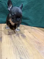 Joey, a male French Bulldog for sale in Ava, MO – 3 of 4