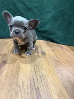 Chandler Fluffy, a male French Bulldog for sale in Ava, MO – 4 of 5