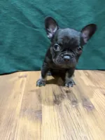 Lil Girl, a female French Bulldog for sale in Ava, MO – 2 of 5