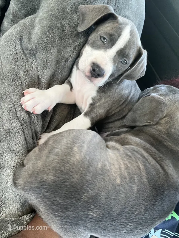 Nezuko – American Pit Bull Terrier puppy for sale in Ann Arbor, MI