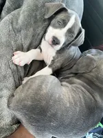 Nezuko, a female American Pit Bull Terrier for sale in Ann Arbor, MI – 2 of 2