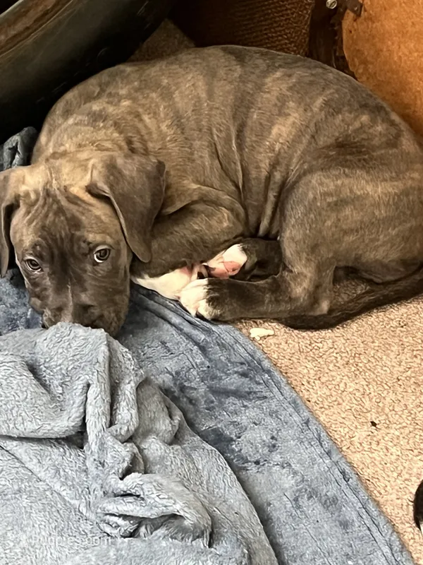 Spot or Spots – American Pit Bull Terrier puppy for sale in Ann Arbor, MI