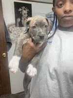 Spot or Spots, a female American Pit Bull Terrier for sale in Ann Arbor, MI – 2 of 2