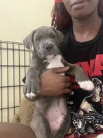 Brown or Bownie, a male American Pit Bull Terrier for sale in Ann Arbor, MI – 3 of 3