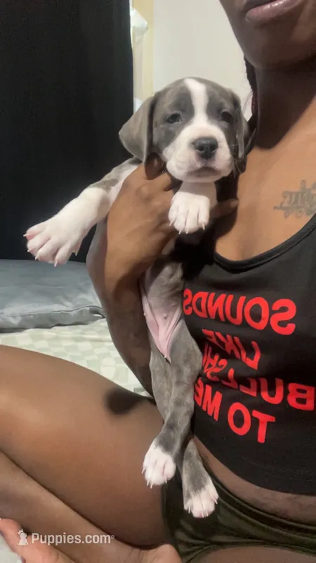 Nezuko – American Pit Bull Terrier puppy for sale in Ann Arbor, MI