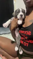Nezuko, a female American Pit Bull Terrier for sale in Ann Arbor, MI – 1 of 2