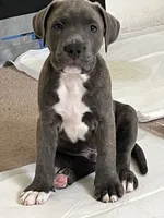 Brown or Bownie, a male American Pit Bull Terrier for sale in Ann Arbor, MI – 2 of 3