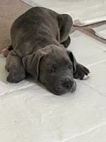 Brown or Bownie, a male American Pit Bull Terrier for sale in Ann Arbor, MI – 1 of 3