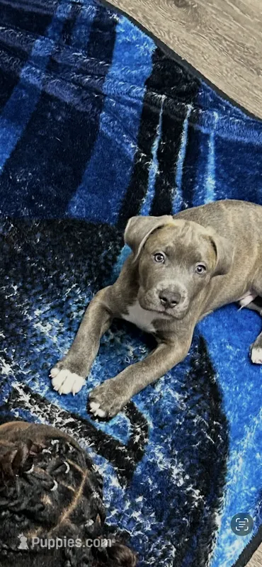 Brown or Bownie – American Pit Bull Terrier puppy for sale in Ann Arbor, MI