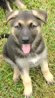 Scooby Doo, a male German Shepherd Dog for sale in Chardon, OH – 2 of 6