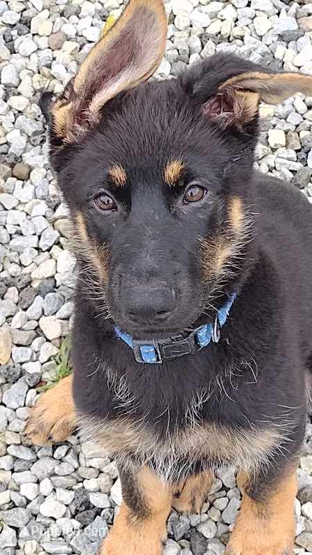 Yogi AKC – German Shepherd Dog puppy for sale in Chardon, OH