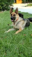 Yogi AKC, a male German Shepherd Dog for sale in Chardon, OH – 9 of 10