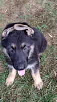 Marmaduke AKC, a male German Shepherd Dog for sale in Chardon, OH – 8 of 9