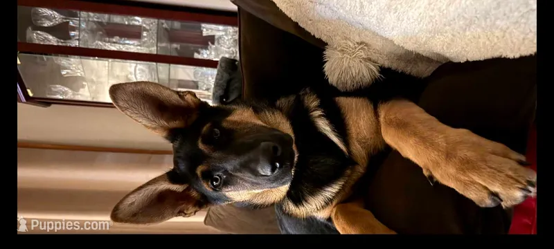 Samantha  – German Shepherd Dog puppy for sale in Chardon, OH