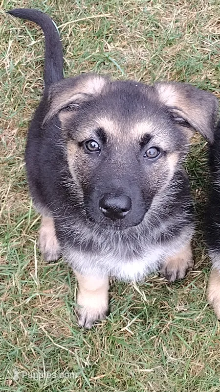 Amy – German Shepherd Dog puppy for sale in Chardon, OH