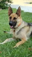 Marmaduke AKC, a male German Shepherd Dog for sale in Chardon, OH – 6 of 9